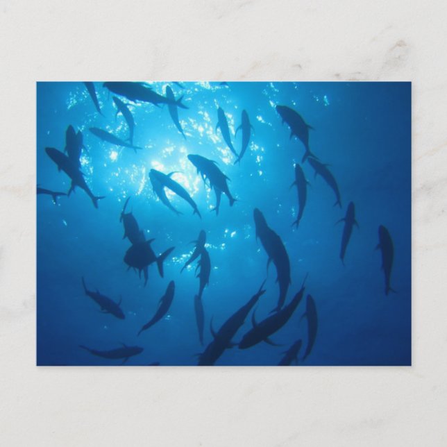 Postal Festiva Fish Shoal Sunlight Under the Sea (Anverso)