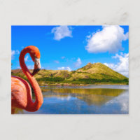 Flamingo caribeño en St Kitts