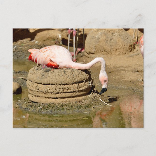 Postal Festiva Flamingo en su nido (Anverso)