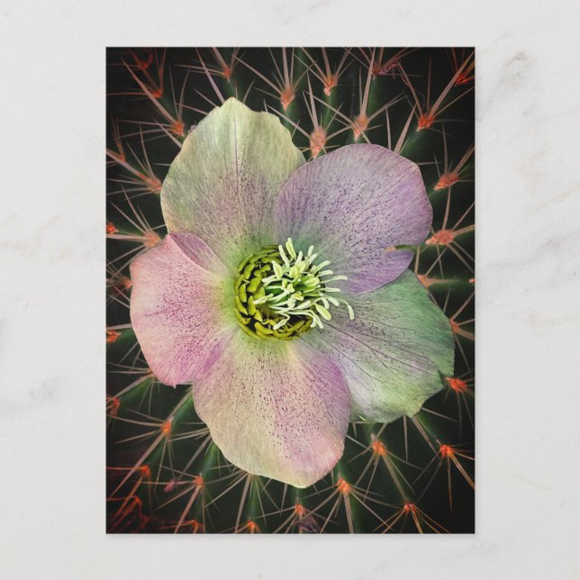 Postal Festiva Flor  (Anverso)