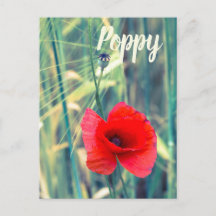 Flor de amapola para jardineros y regalo de amante