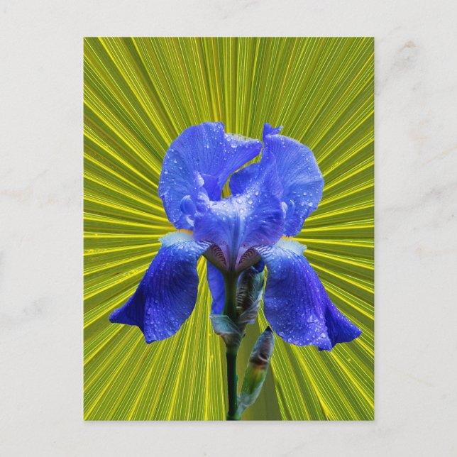 Postal Festiva Flor de iris (Anverso)
