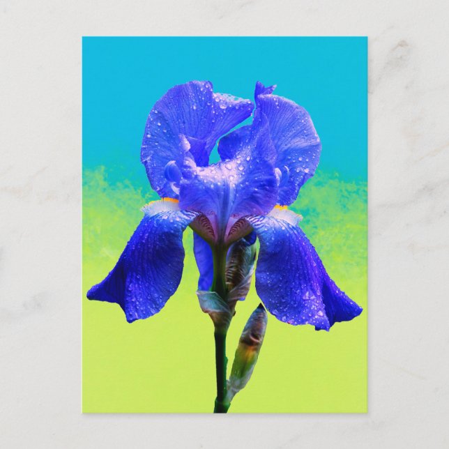 Postal Festiva Flor de iris (Anverso)