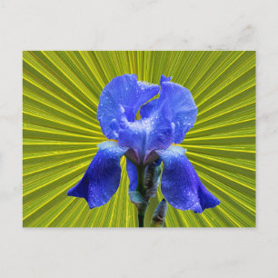 Postal Festiva Flor de iris