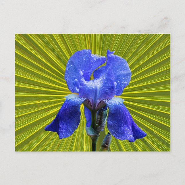 Postal Festiva Flor de iris (Anverso)