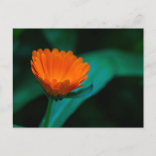 Postal Festiva Flor de margarita naranja