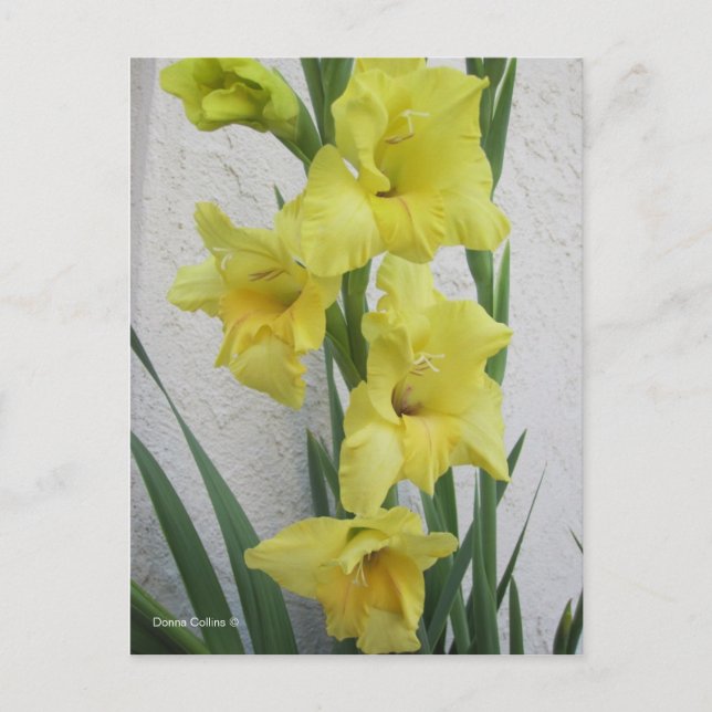 Postal Festiva Flor de Pascua (Anverso)