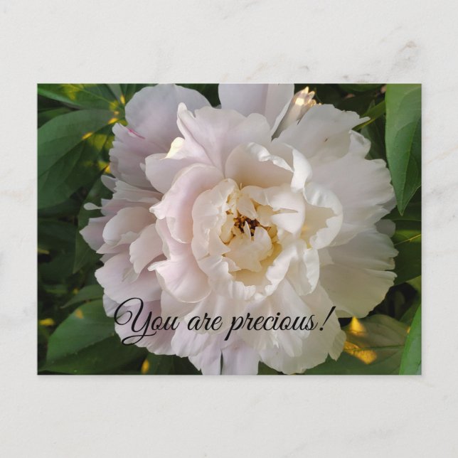 Postal Festiva flor de peonía (Anverso)