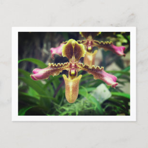 Postal Festiva Flor orquídea