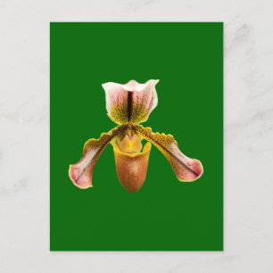 Postal Festiva Flor orquídea