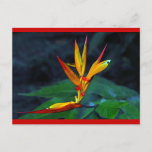 Postal Festiva Floración de la selva tropical
