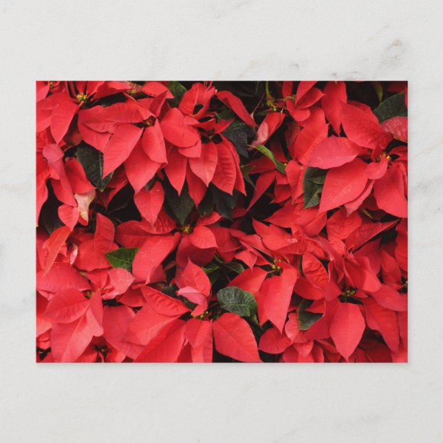 Postal Festiva Floral navideña de Navidades de la Poinsettias Roj (Anverso)
