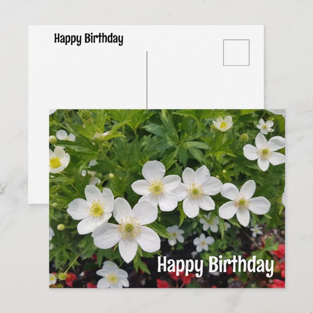 Postal Festiva Flores blancas Feliz cumpleaños. Anemone canadensi (Anverso / Reverso)