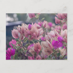 Postal Festiva Flores de Bougainvillea