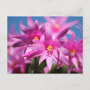 Postal Festiva Flores de cactus rosados de Pascua