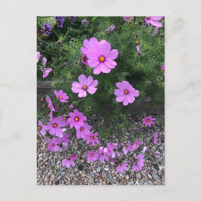 Postal Festiva Flores de cosmos con guijarros (Anverso)