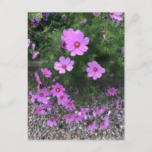 Postal Festiva Flores de cosmos con guijarros en una