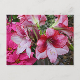 Postal Festiva Flores de feriado rojo de Amaryllis y Poinsettia