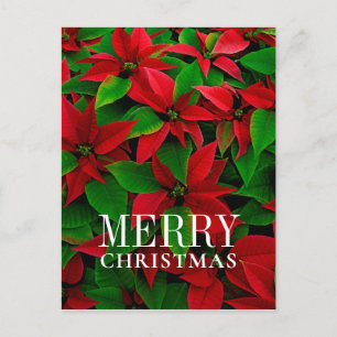 Postal Festiva Flores de Poinsettia Roja