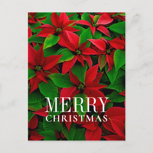 Postal Festiva Flores de poinsettia rojas (Anverso)