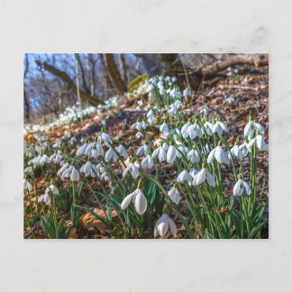 Postal Festiva Flores de Snowdrop en flor Bosque de primavera Nat