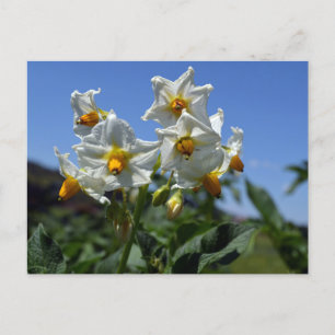 Postal Festiva Flores estéticas Solanum tuberosum