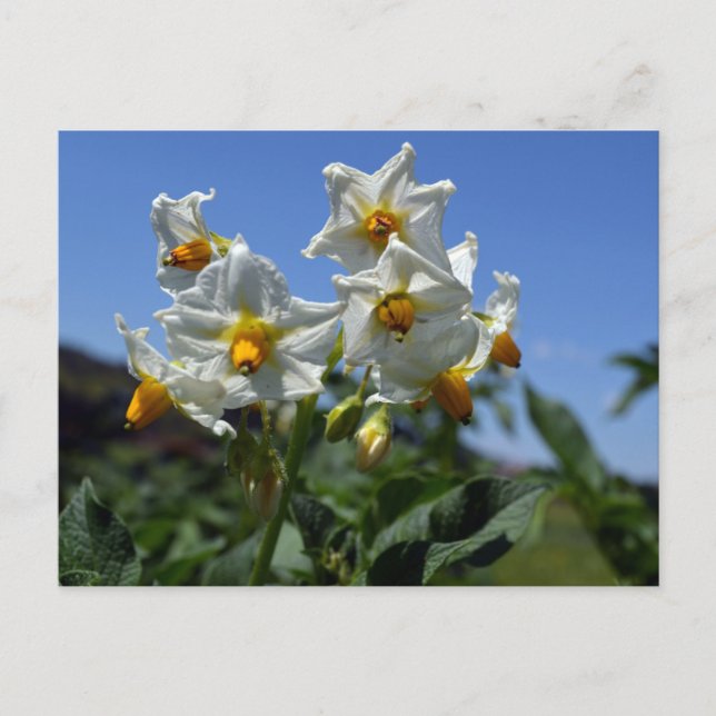 Postal Festiva Flores estéticas Solanum tuberosum (Anverso)