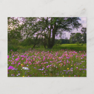 Postal Festiva Flores violetas al atardecer en el campo