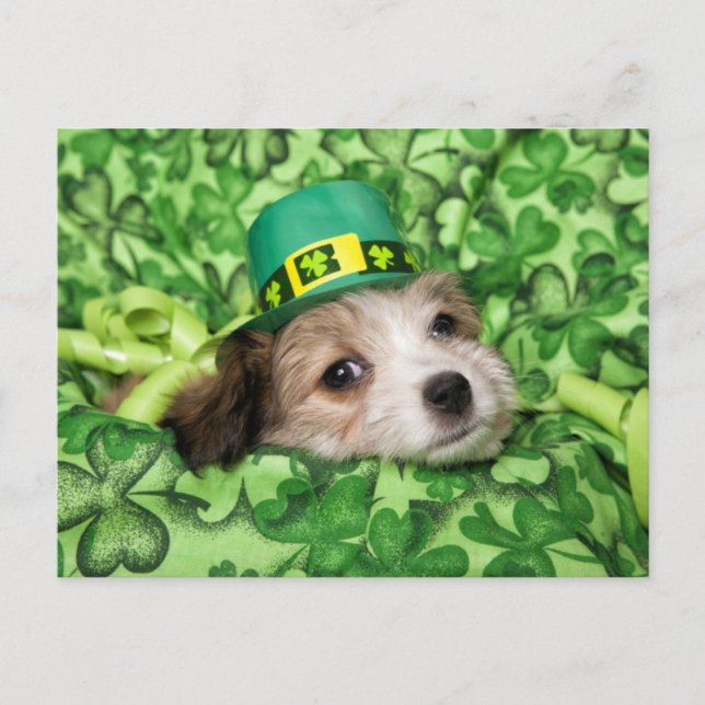 Postal Festiva Fondo irlandés de los pimientos (Anverso)