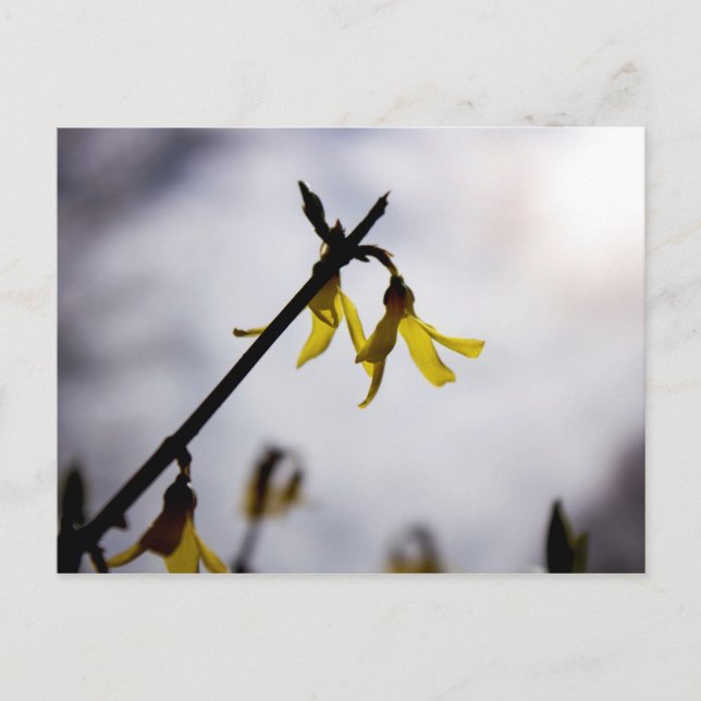 Postal Festiva Forsythia (Anverso)