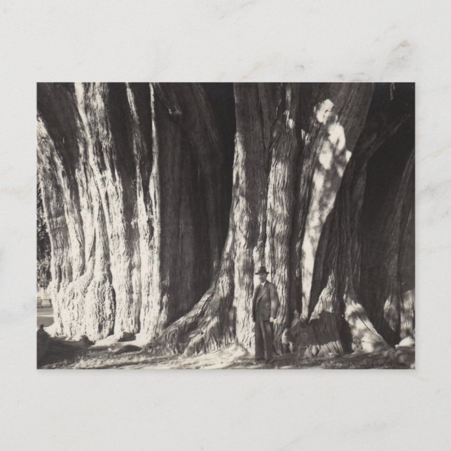 Postal Festiva Foto antigua de El Arbol del Tule en México oaxaca (Anverso)