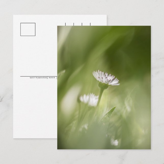 Postal Festiva Foto de Daisy Natural (Anverso / Reverso)