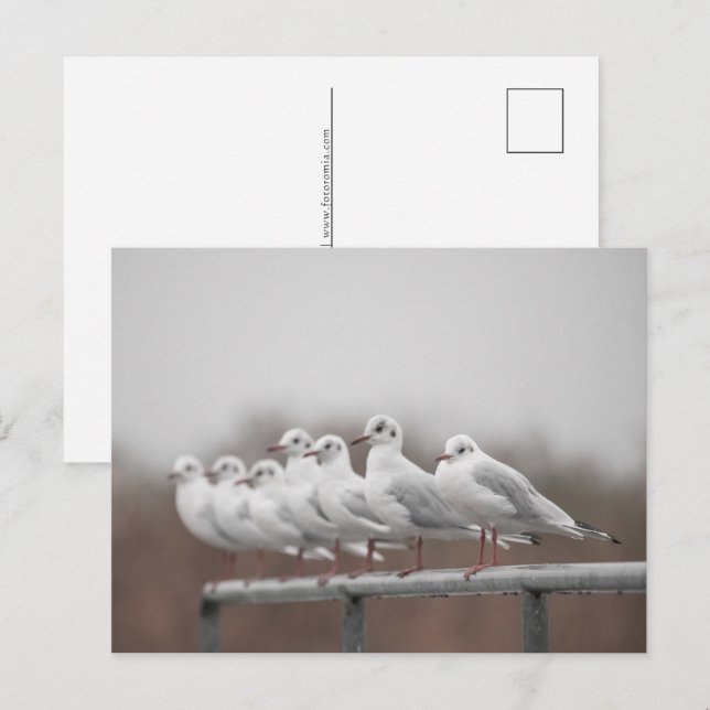 Postal Festiva Foto de gaviotas (Anverso / Reverso)