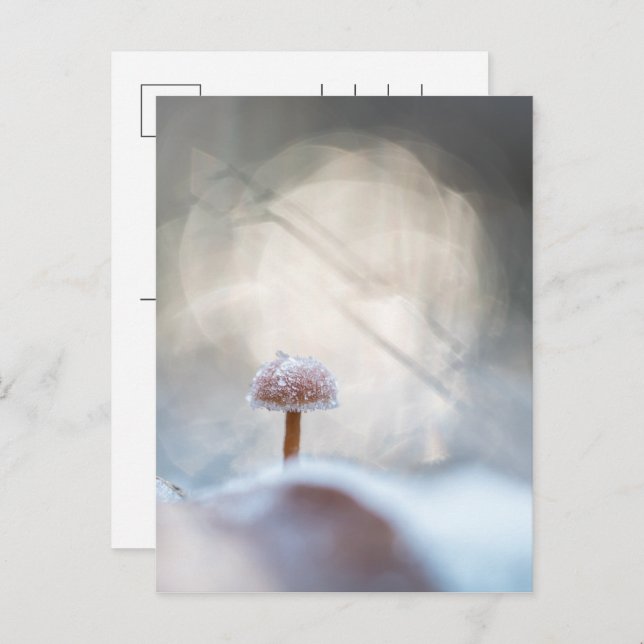 Postal Festiva Foto de hongo congelado (Anverso / Reverso)