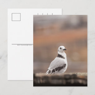 Postal Festiva Foto de la joven gaviota natural