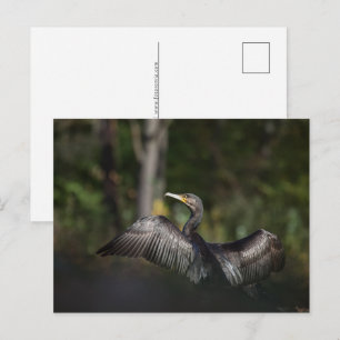 Postal Festiva Foto de la naturaleza de Cormorant