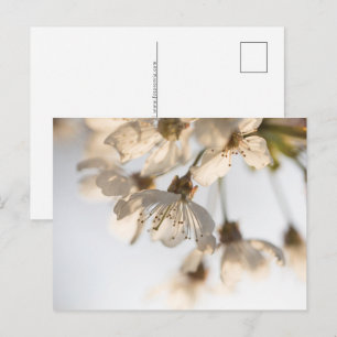 Postal Festiva Foto de la naturaleza de la flor de cerezo