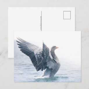 Postal Festiva Foto de la naturaleza de los gansos de Greylag