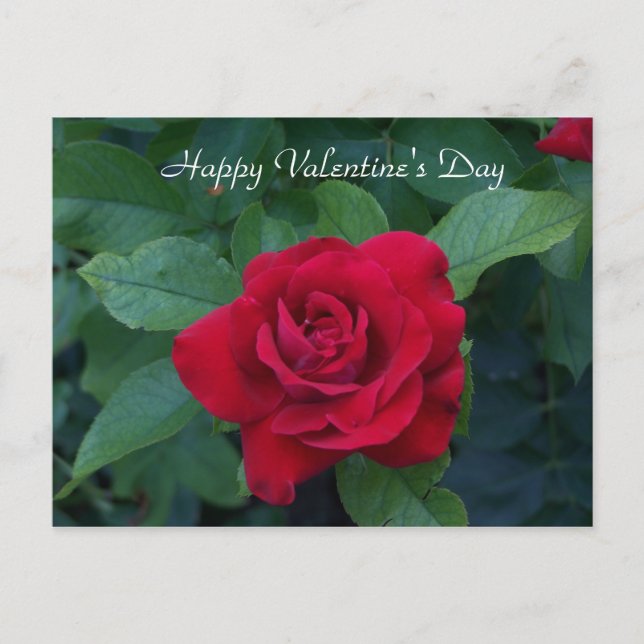 Postal Festiva Foto de la Rosa Roja (Anverso)