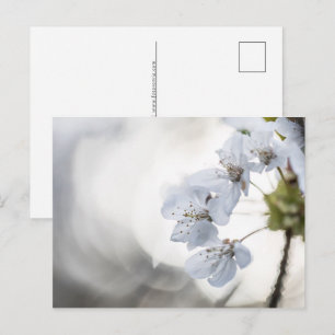 Postal Festiva Foto de naturaleza de la floración del cerezo blan