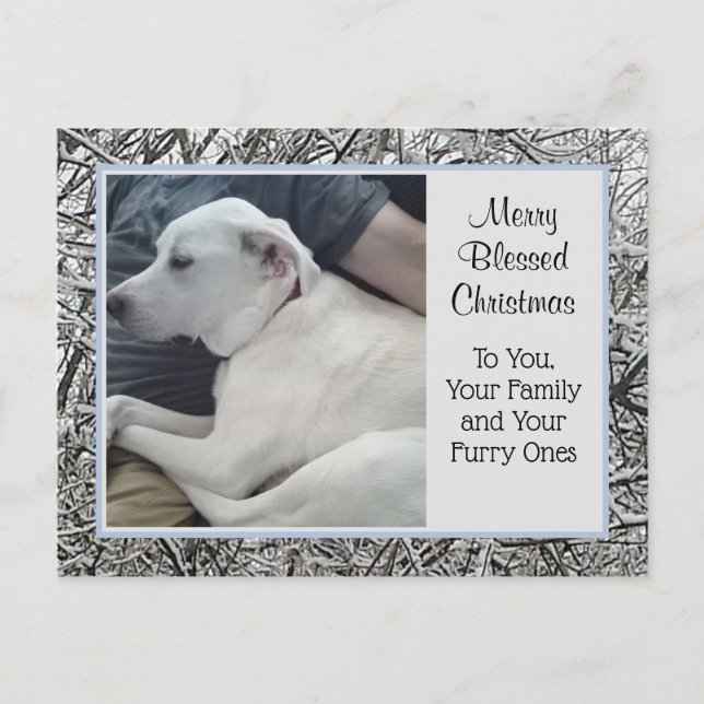 Postal Festiva Foto de perro blanco con Navidades de nieve de inv (Anverso)