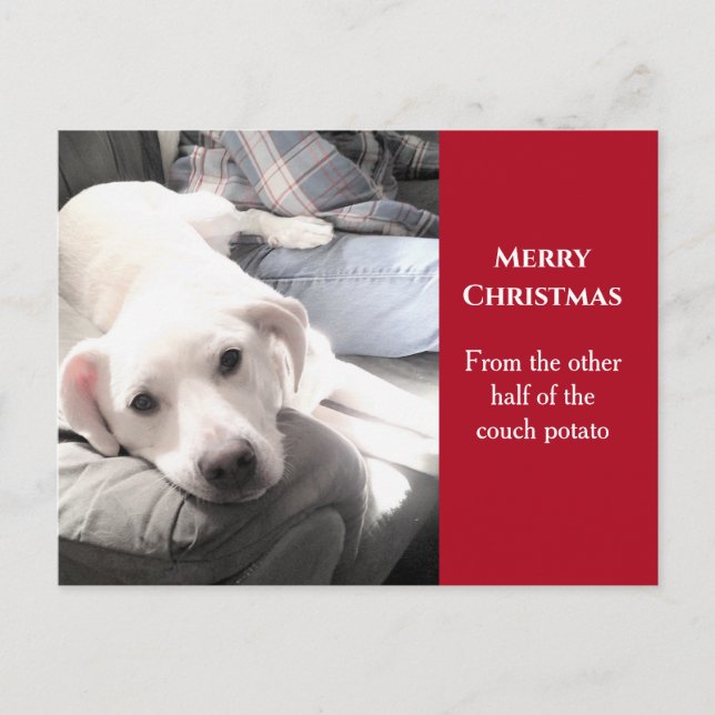 Postal Festiva Foto de perro blanco lindo con Navidades rojos de  (Anverso)