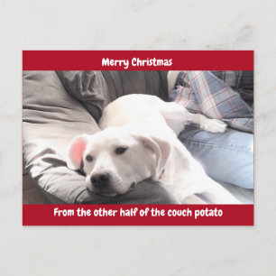 Postal Festiva Foto de perro blanco lindo con papá rojo