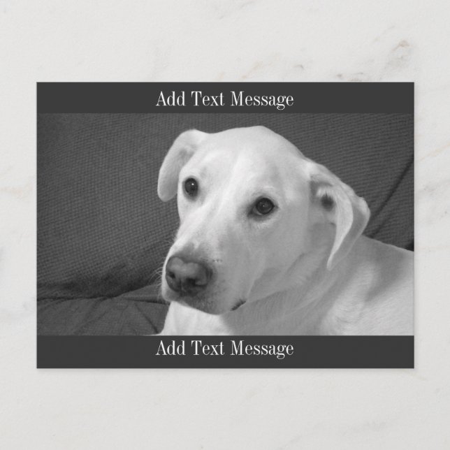 Postal Festiva Foto en blanco y negro de un bello perro conmovedo (Anverso)