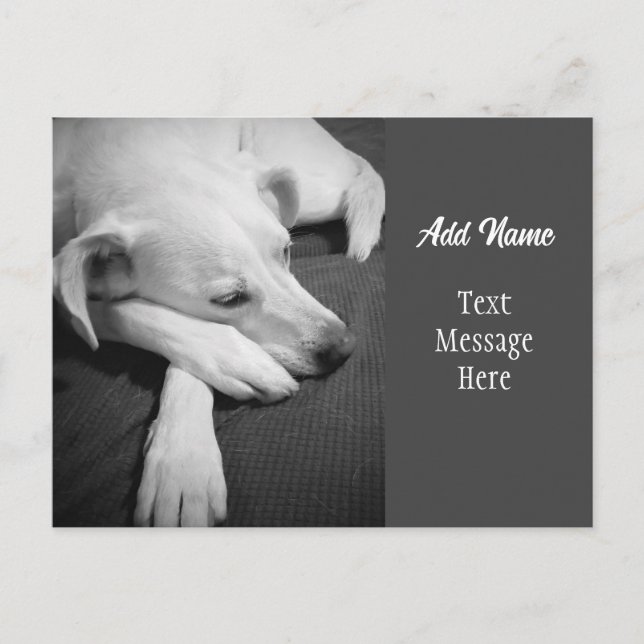 Postal Festiva Foto en blanco y negro de un perro durmiendo simpl (Anverso)