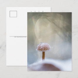 Postal Festiva Foto Mushroom Winter