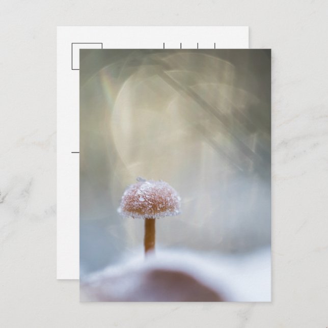 Postal Festiva Foto Mushroom Winter (Anverso / Reverso)