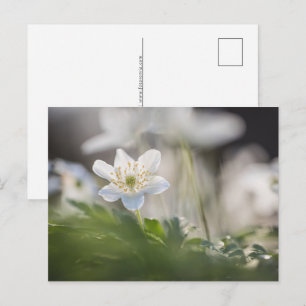 Postal Festiva Foto natural de Anemone de Madera