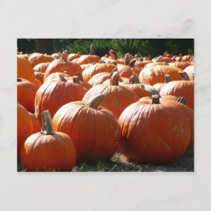 Postal Festiva Fotografía de calabazas para Caída, Halloween o Dí