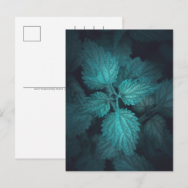 Postal Festiva Fotografía de la naturaleza de Nettle (Anverso / Reverso)